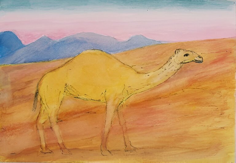 Camel